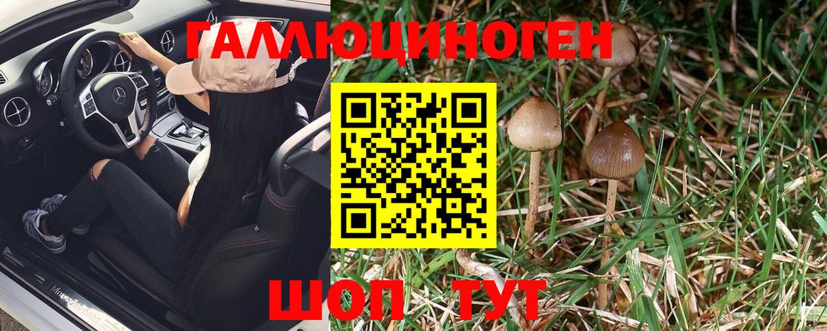 Псилоцибиновые грибы Psilocybe Тимашёвск